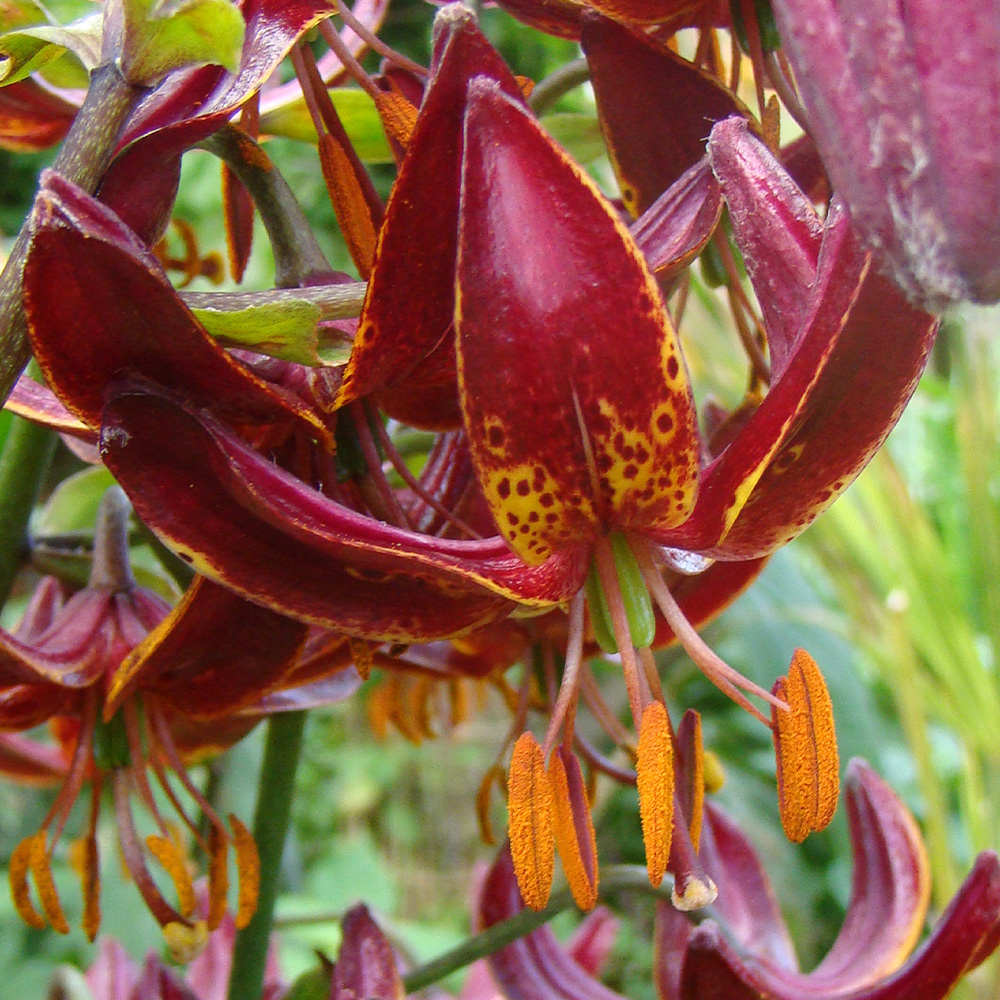 Lilium martagon 'Claude Shride'